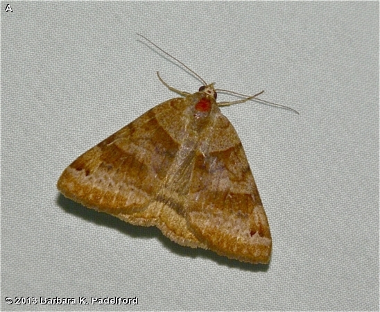 Clover Looper Moth