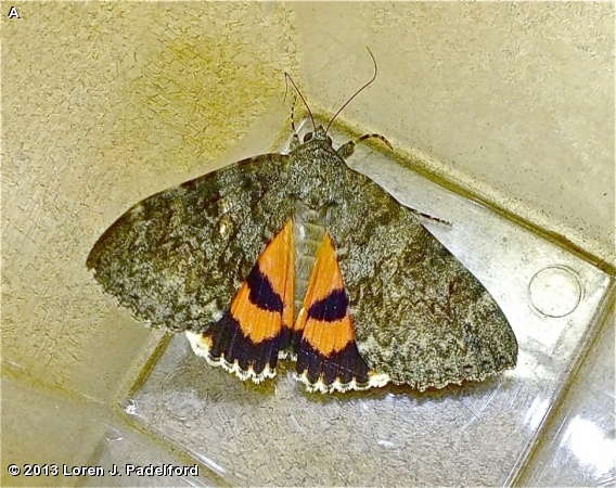 Meske's Underwing