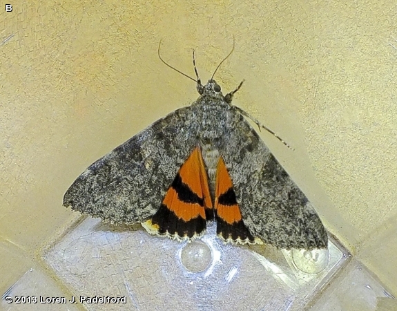 Meske's Underwing