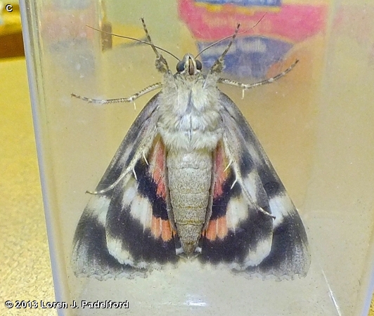 Meske's Underwing