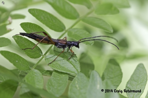 Wood boring long horned Beetle