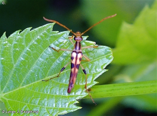 Strangalia luteicornis