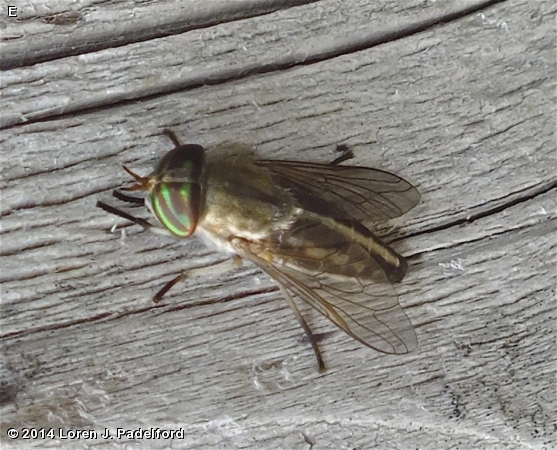 Female Tabanus subsimilis