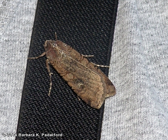 Variegated Cutworm Moth