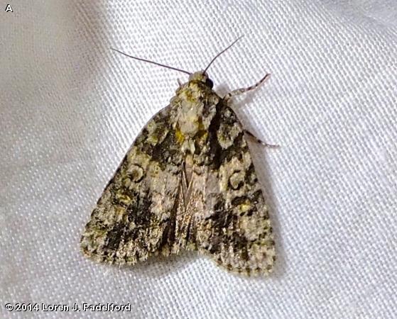 Raspberry Bud Dagger Moth