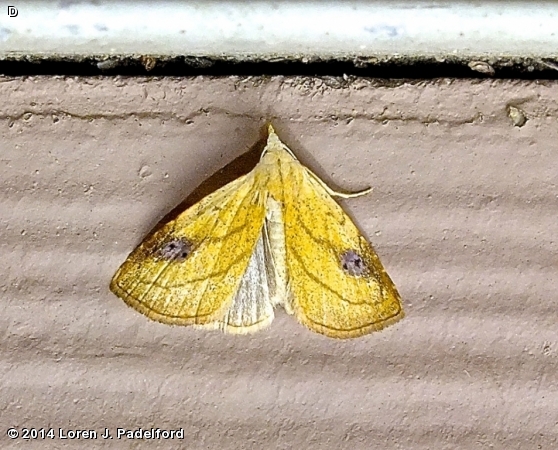 Spotted Grass Moth