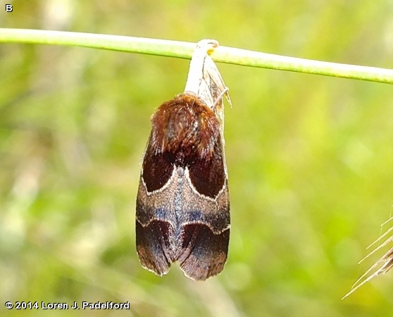 Arcigera Flower Moth