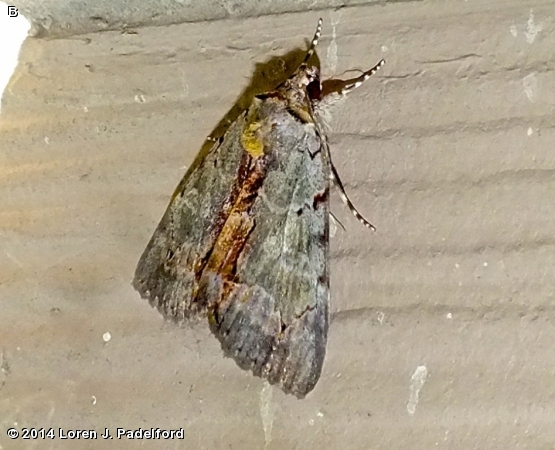 Woody Underwing