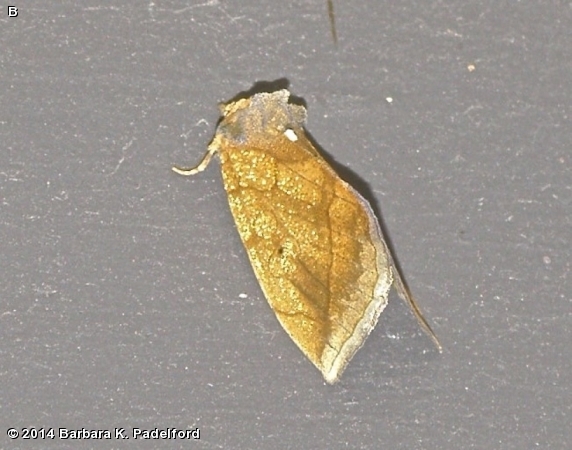 Gold Moth