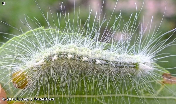 Ruddy Dagger Moth