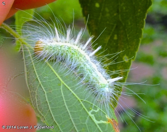 Ruddy Dagger Moth