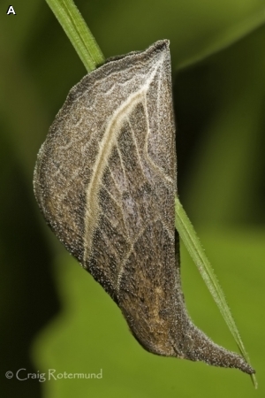 Curve-lined Owlet