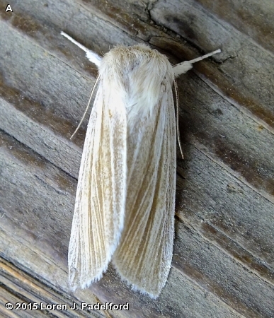 Cattail Caterpillar Moth 