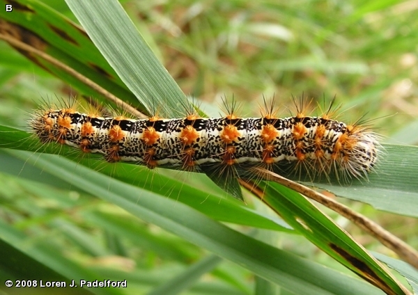 Cattail Caterpillar Moth Larva 