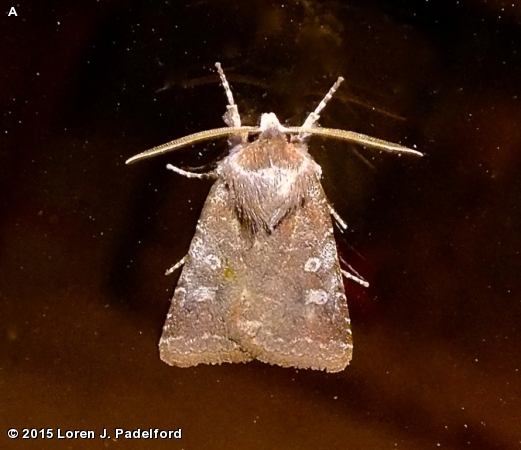 Reddish Speckled Dart