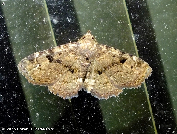 Four-spotted Fungus Moth