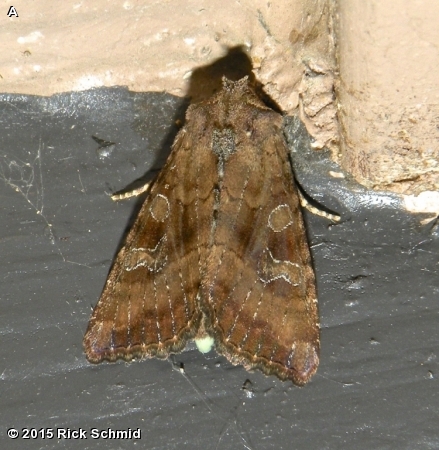 Veiled Ear Moth