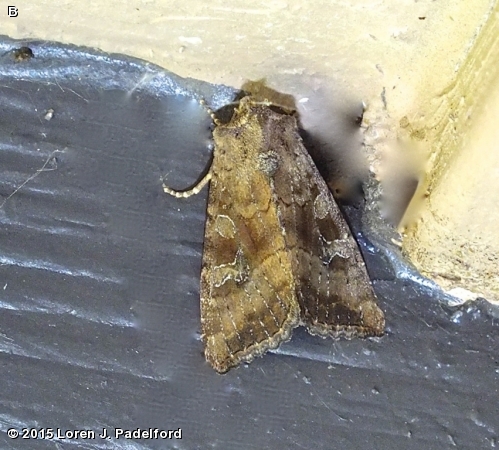 Veiled Ear Moth