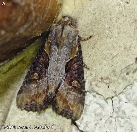 Double Lobed Moth