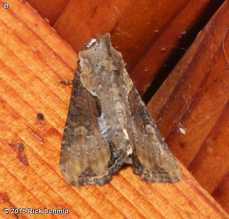 Double Lobed Moth